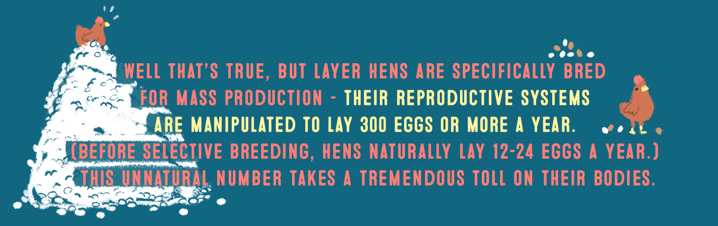 WELL THAT'S TRUE, BUT LAYER HENS ARE SPECIFICALLY BRED FOR MASS PRODUCTION - THEIR REPRODUCTIVE SYSTEMS ARE MANIPULATED TO LAY 300 EGGS OR MORE A YEAR.